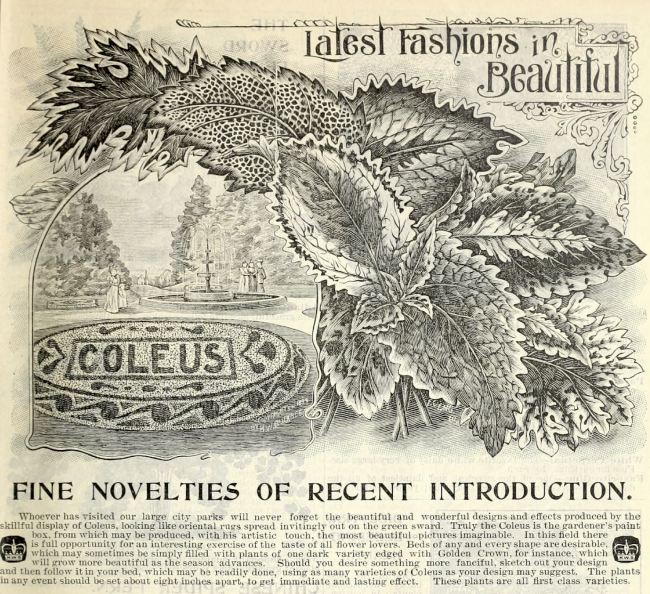 1895-coleus-detail.png