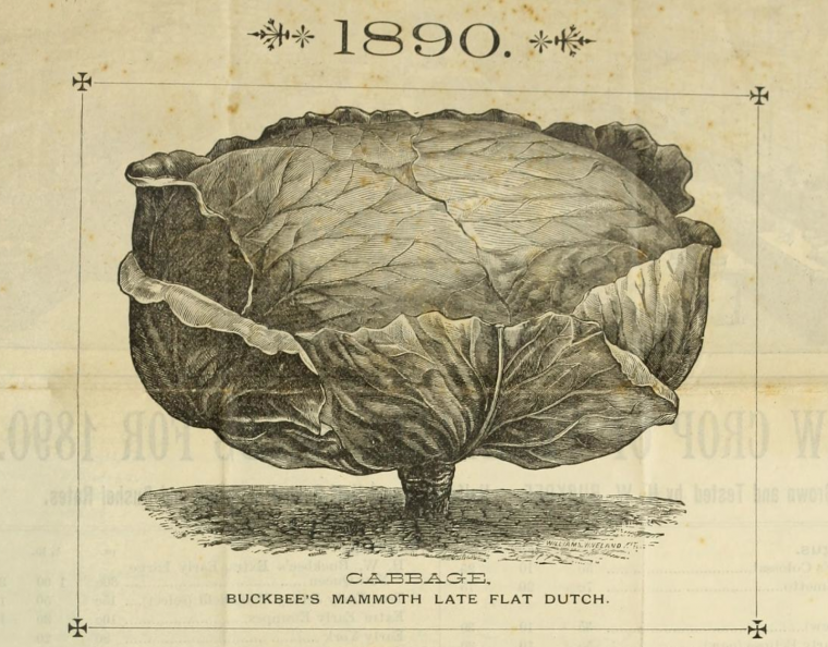 1890-cabbage-wholesale