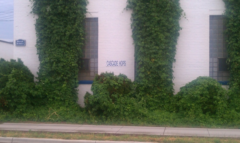 Growing Cascade hops at the Stevens Point Brewery.