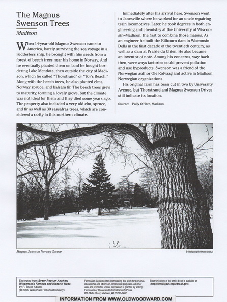 The Magnus Swenson Trees in Madison, Wisconsin..jpg