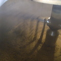 Emptying the spent grain mash in the lauter-tun after running off the wort in the malt.