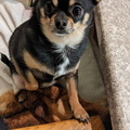 Brad's little 3 year old Chihuahua dog named Peanut.
