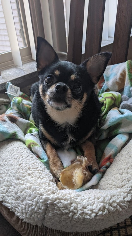 Our 3 year old Chihuahua dog named Peanut!