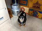 Peanut posing for the camera.